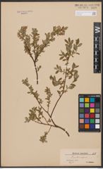 Salix aurita L. x Salix repens L.